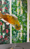 „Koi“